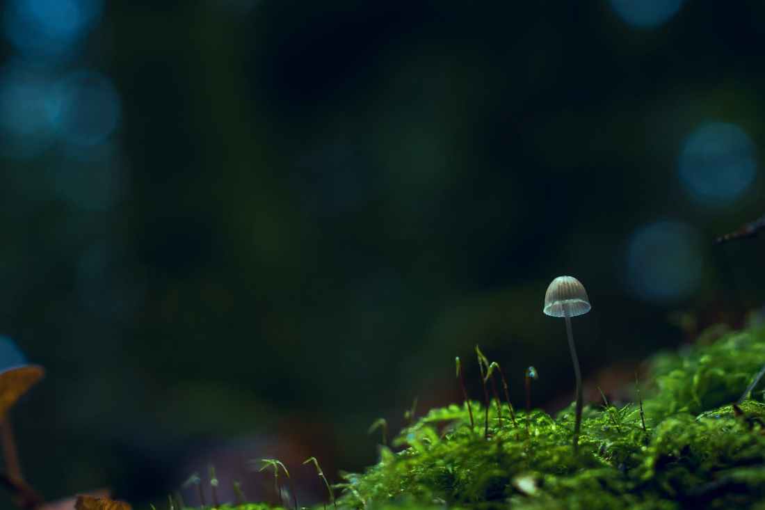 beige mushroom selective focus photography